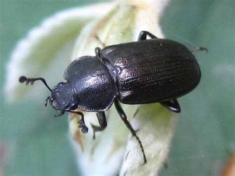 black beetle minnesota|common black ground beetle.